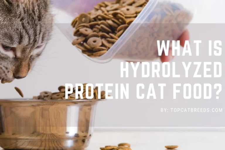 How Much Protein Is in a Cat for Optimal Health and Vitality