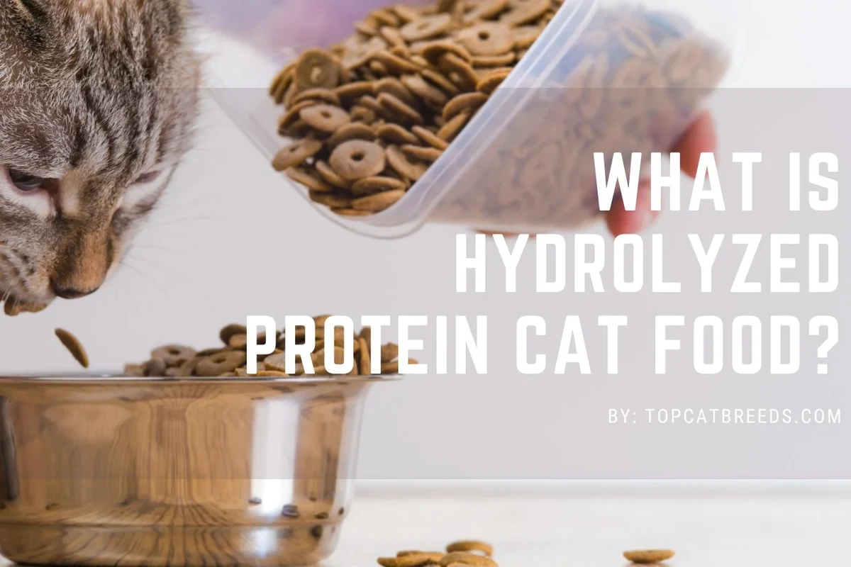 Close-up of a healthy cat with a focus on its coat and energy, symbolizing optimal health through diet.