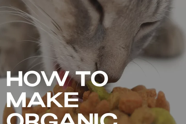 What to Add to Cat Food to Make Them Eat and Love Mealtime