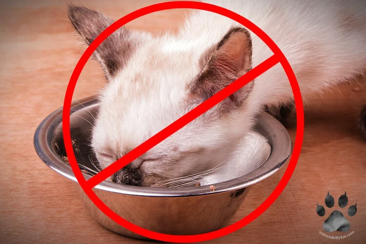 A healthy cat eating from a bowl filled with cat food.
