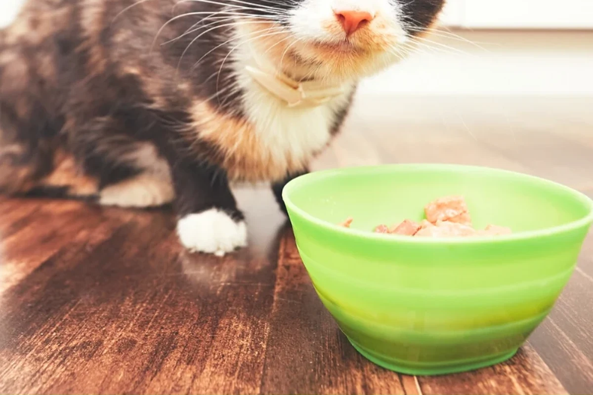 A finicky cat looking at different types of cat food