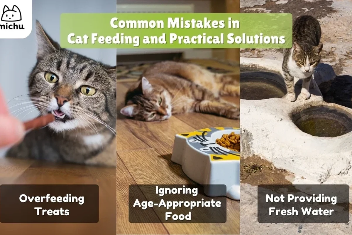 Indoor cat enjoying nutritious food in a cozy setting.