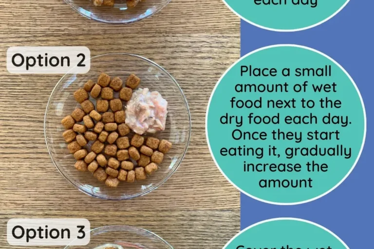 Should I Feed My Cat Dry Food or Wet Food for Optimal Health
