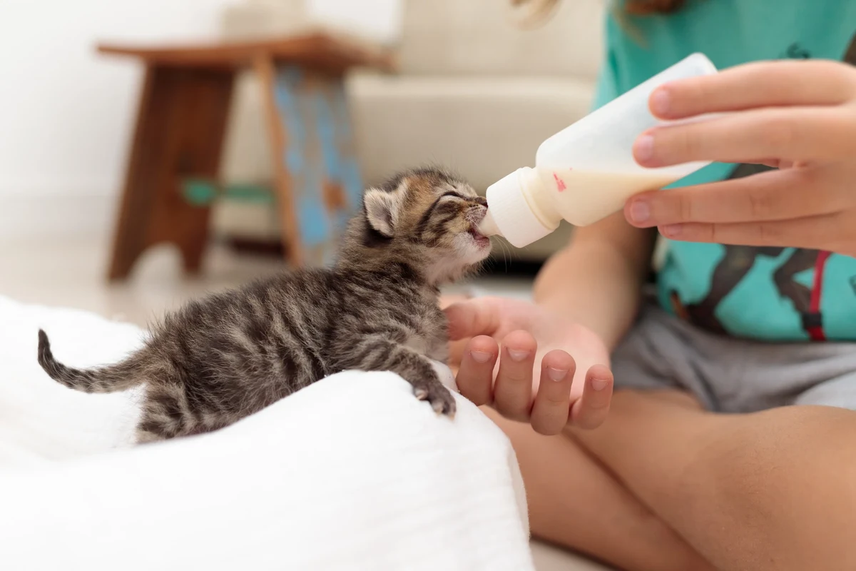 A happy kitten playing with toys in a cozy environment.
