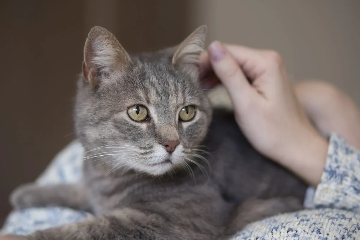 A happy cat relaxing in its new home with toys and a cozy bed.