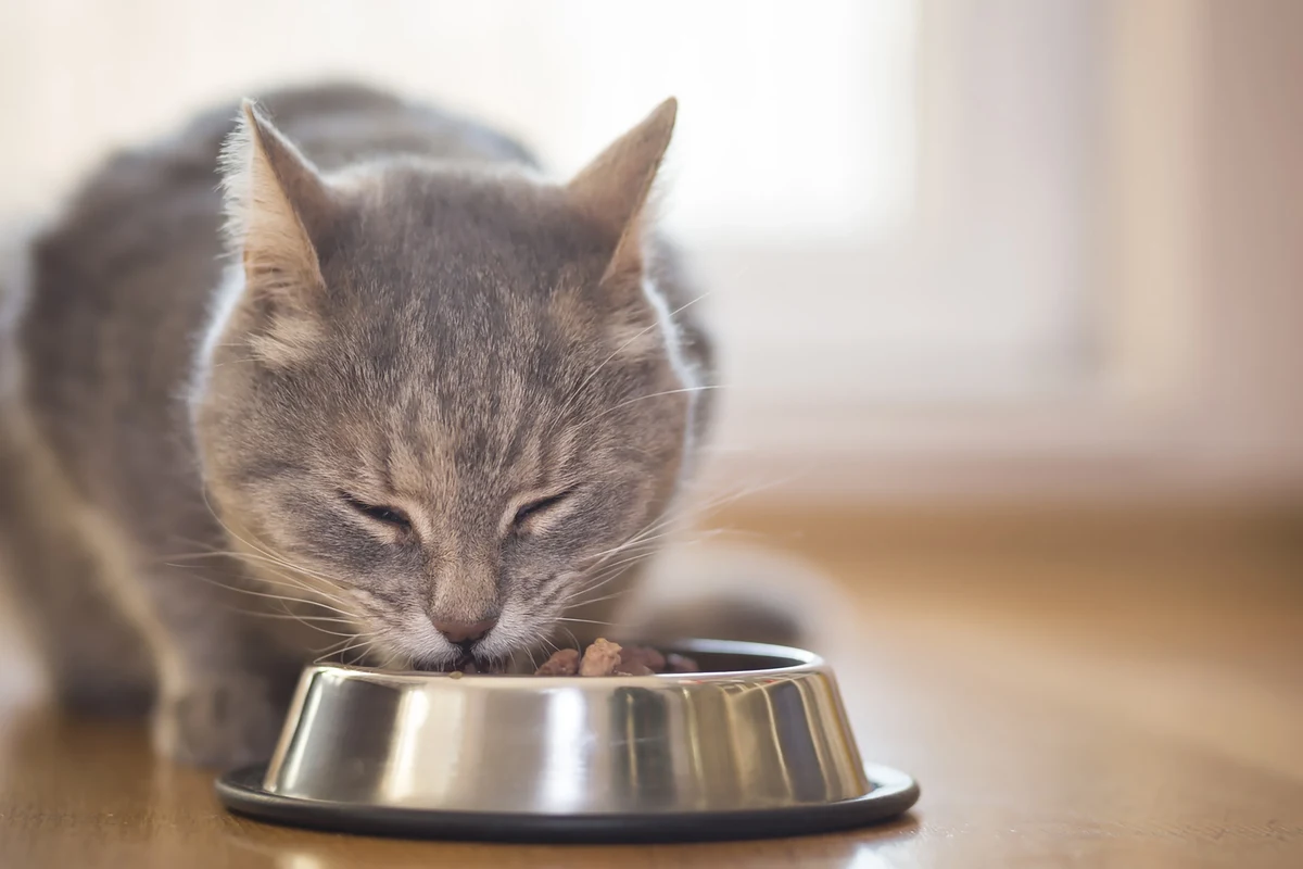 Cat enjoying a bowl of safe house food in a cozy home setting.