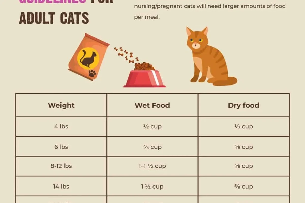 A healthy cat eating from a bowl filled with cat food.