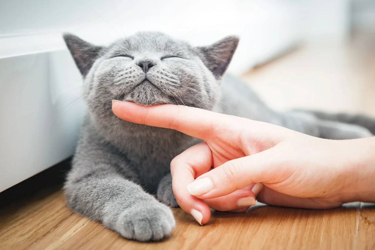 A person gently petting a cat in a cozy setting.