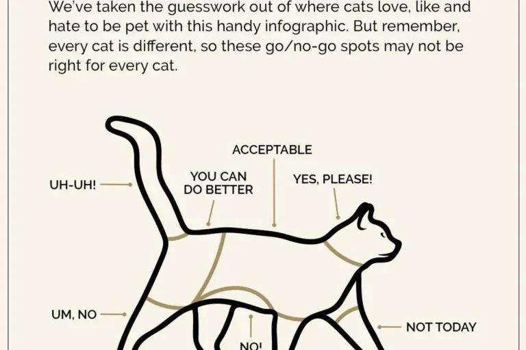 How to Properly Pet a Cat for a Happier Feline Friend
