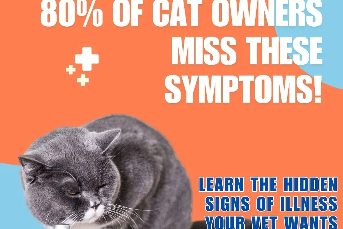 A cat cuddling with its owner, depicting the bond and health considerations of cat ownership.