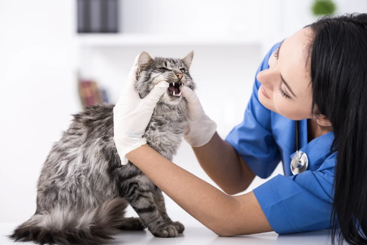 Cat vomiting bile on a carpet, showing concern in a home setting.