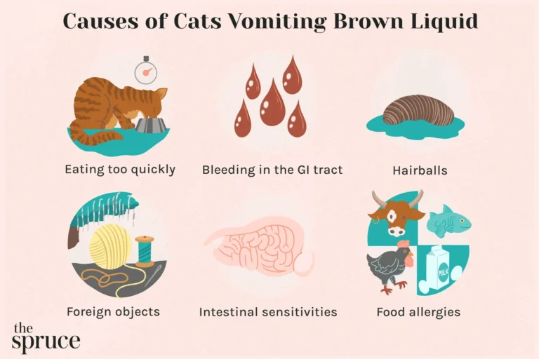 Why Is My Cat Vomiting Bile Causes and Solutions