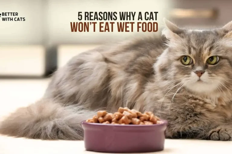 How to Make a Cat Eat and Enjoy Mealtime Again