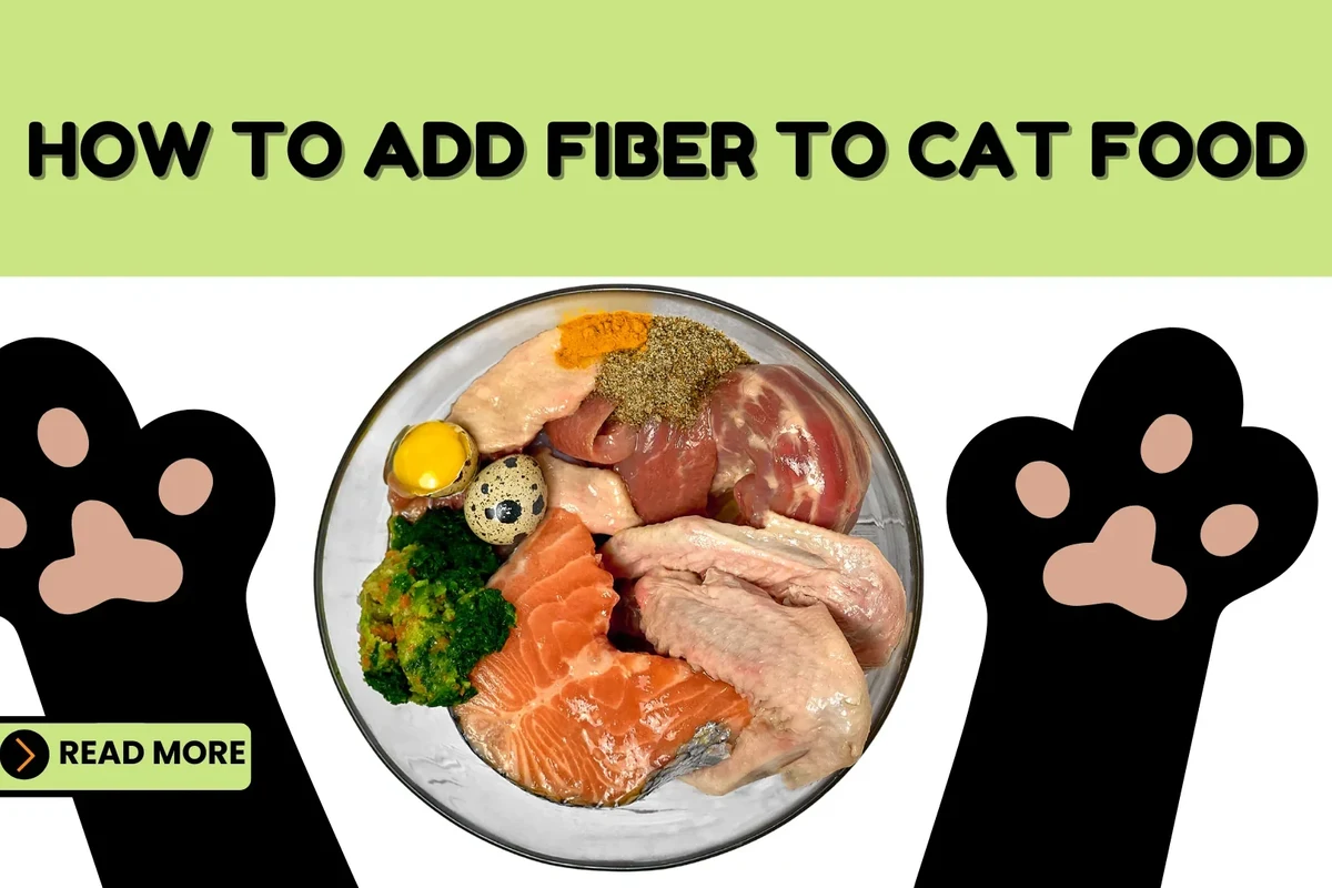 A happy cat enjoying high-fiber food for better digestion and health.