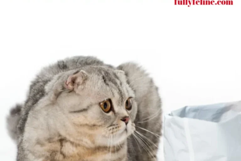 What to Feed a Finicky Cat to Keep Them Healthy and Happy