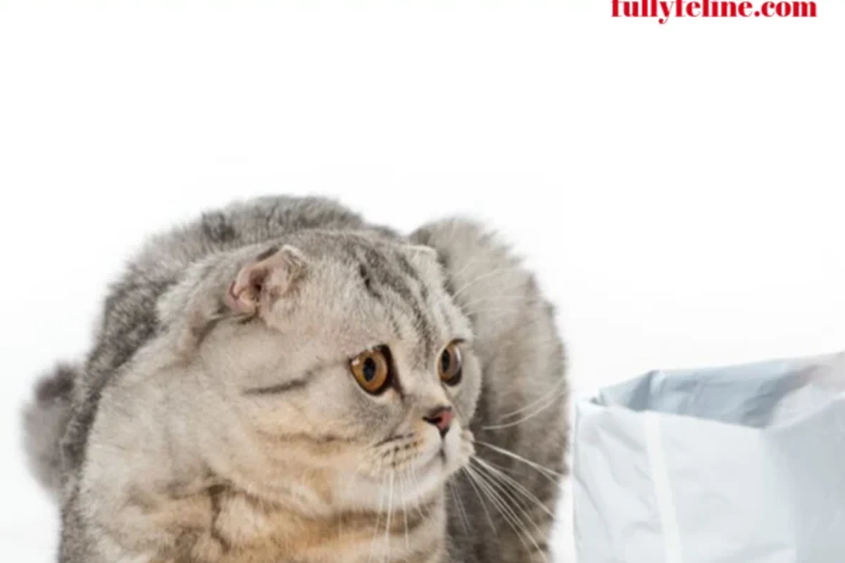 A finicky cat looking at different types of cat food